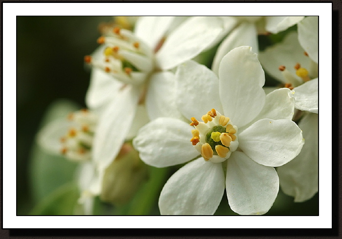 Fleurs de sucre