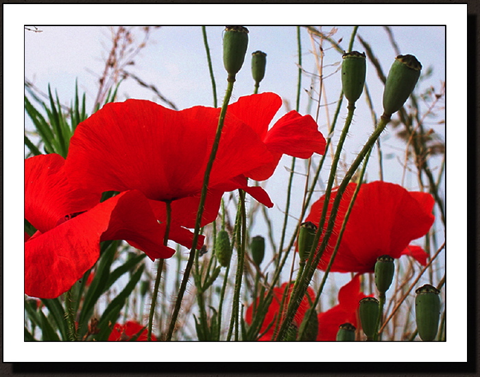 Coquelicots 