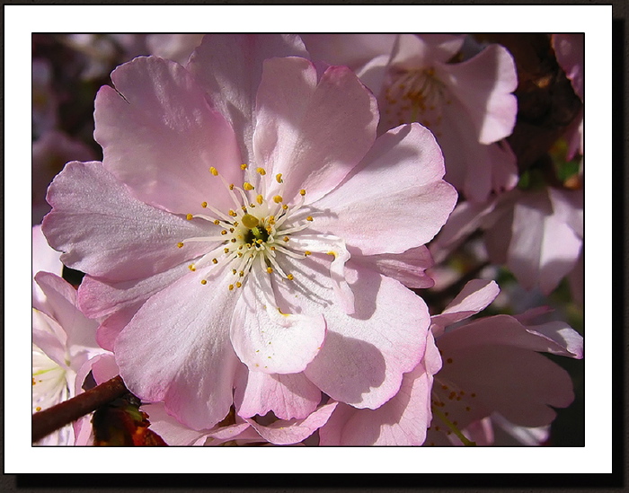 Le printemps 