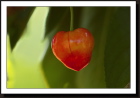 Un coeur suspendu