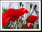 Coquelicots 