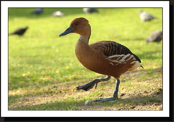 La marche du canard