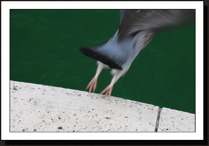 Pigeonvole