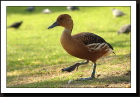 La marche du canard