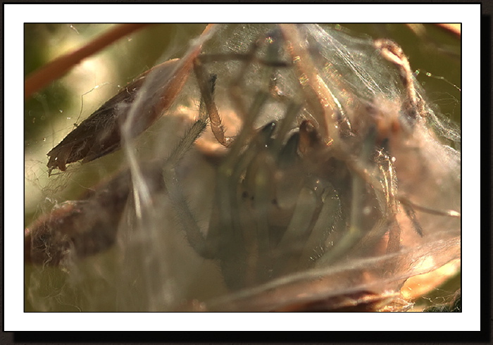 Araigné en gestation