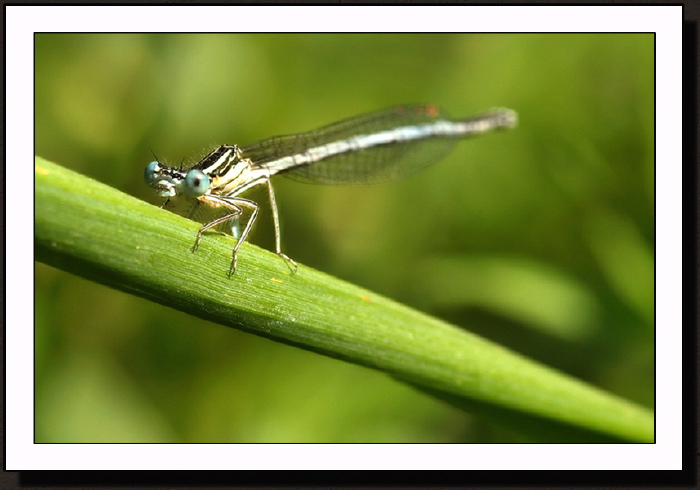 Sur une herbe